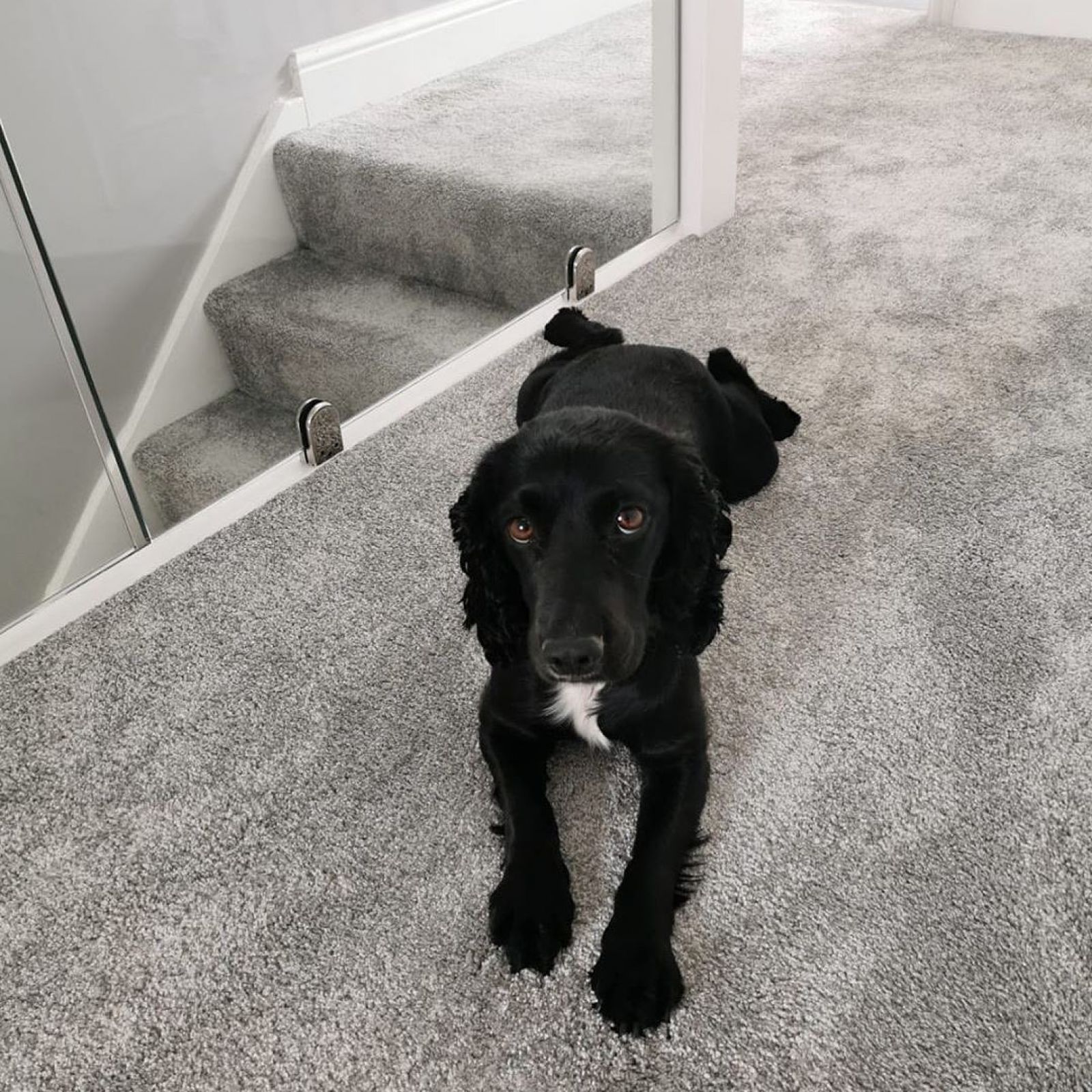 Flooring Ideas Tapi Carpets & Floors page 63